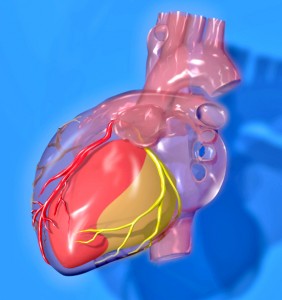 Heart_coronary_territories