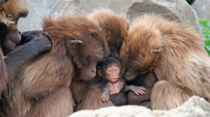 Jornadas Primatologia Santiago 3