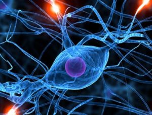 neuronas2