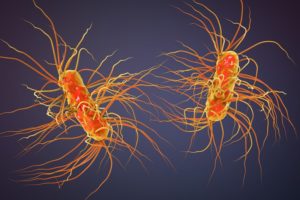 bacteria escherichia coli