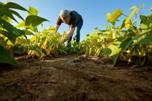 agricultura