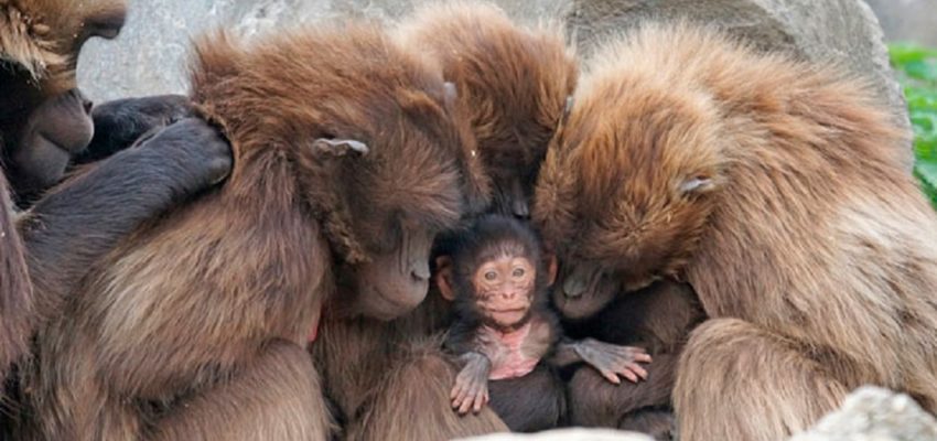 Especialistas chilenos y extranjeros participaron en las Jornadas de Primatología