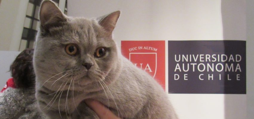 “Derek” fue elegido el “gato más hermoso” de Chile