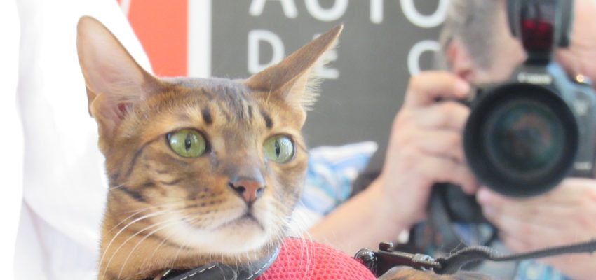Jurado internacional elegirá al “gato más hermoso” de Chile