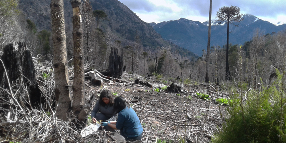 La búsqueda de microorganismos para reforestar La Araucanía