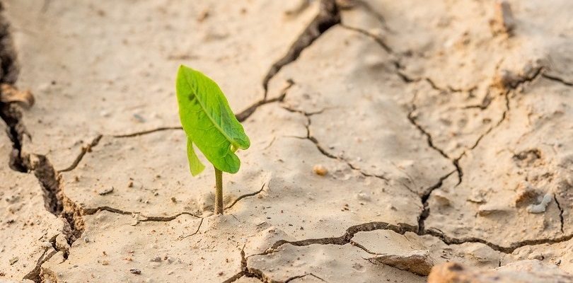 Investigadores UA buscan fórmulas para estimular crecimiento y protección de plantas, con potencial aplicación agrícola