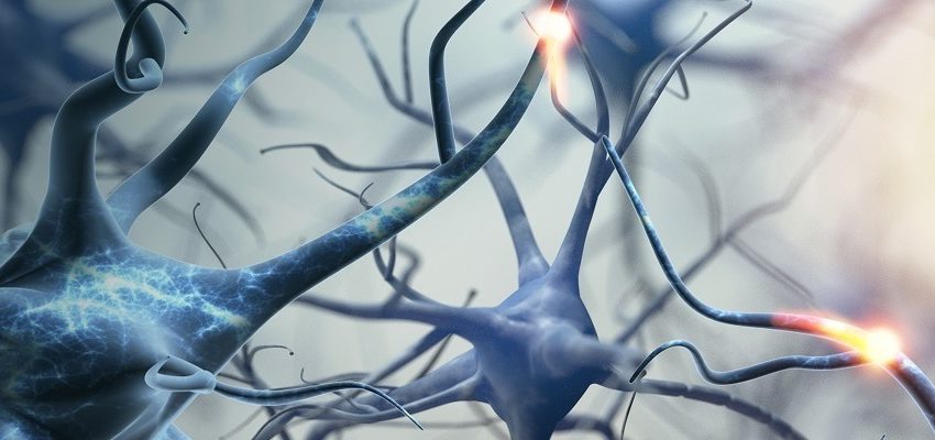 Escuela Internacional en Neurociencias: Aportes a la Educación