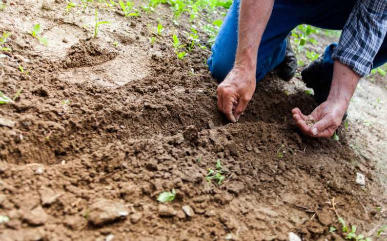 Agricultor plantando en la tierra