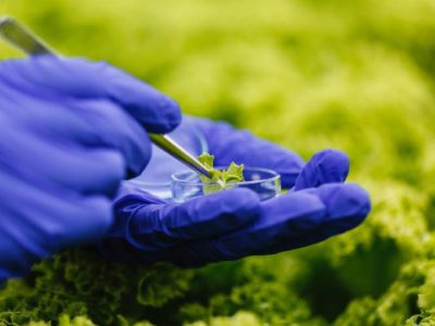 Investigación de la U. Autónoma comprueba eficiencia de dos algas chilenas como material para aislamiento térmico