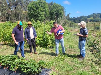173 proyectos pasan a evaluación técnica en programa del Gobierno Regional para emprendedores de la Costa Araucanía