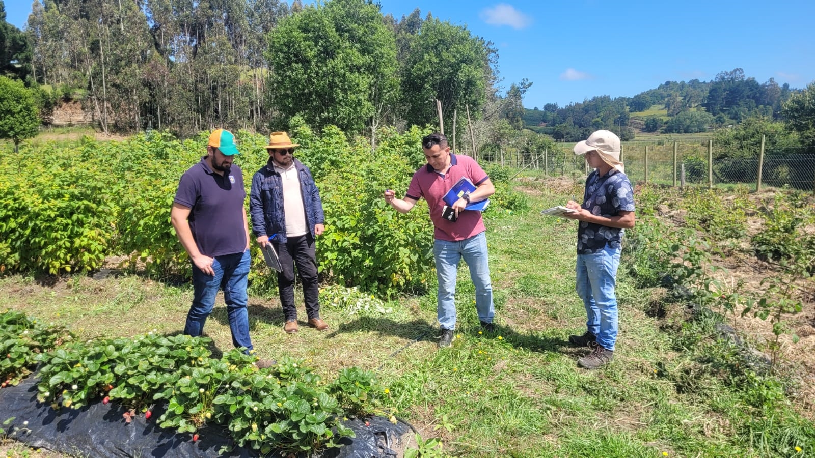 FOTO programa reconversion forestal