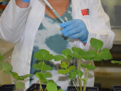 Déficit hídrico: investigadores trabajan para crear bioestimulante que permita menor consumo de agua de las plantas