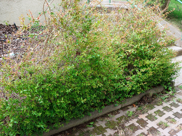 Abelia Grandiflora