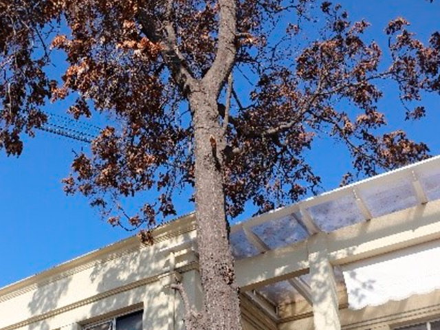 Ailanthus altissima