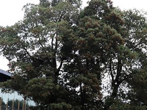 acacia melanoxynon