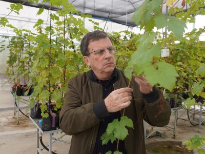 Proyecto liderado por investigador de la U. Autónoma busca revolucionar la vitivinicultura con vides resistentes a hongo
