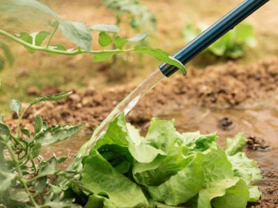 U. Autónoma presentará innovador uso sustentable y eficiente del agua en agricultura bajo condiciones de sequía