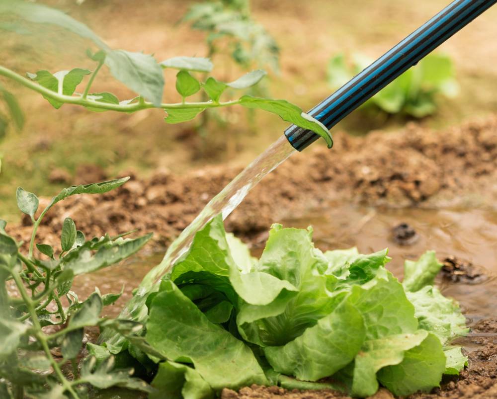 U. Autónoma presentará innovador uso sustentable y eficiente del agua en agricultura bajo condiciones de sequía