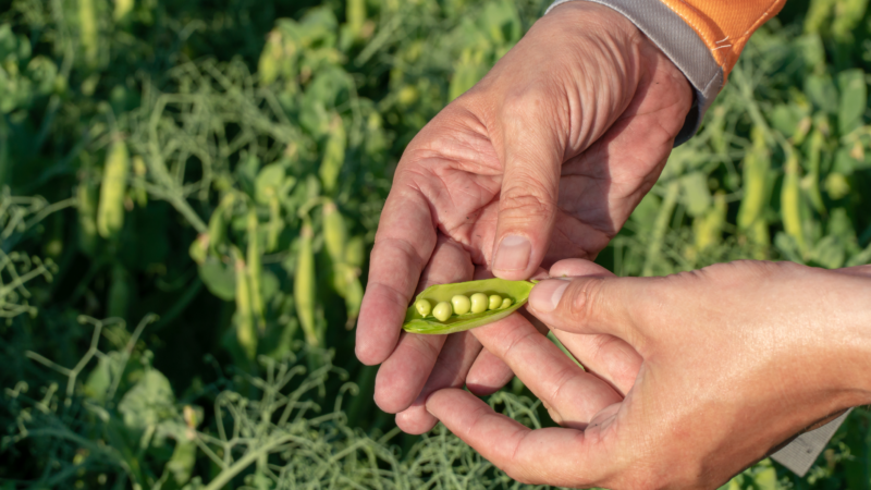 Universidad Autónoma se adjudica proyecto para enfrentar la escasez hídrica en el cultivo del poroto en la Región de Coquimbo
