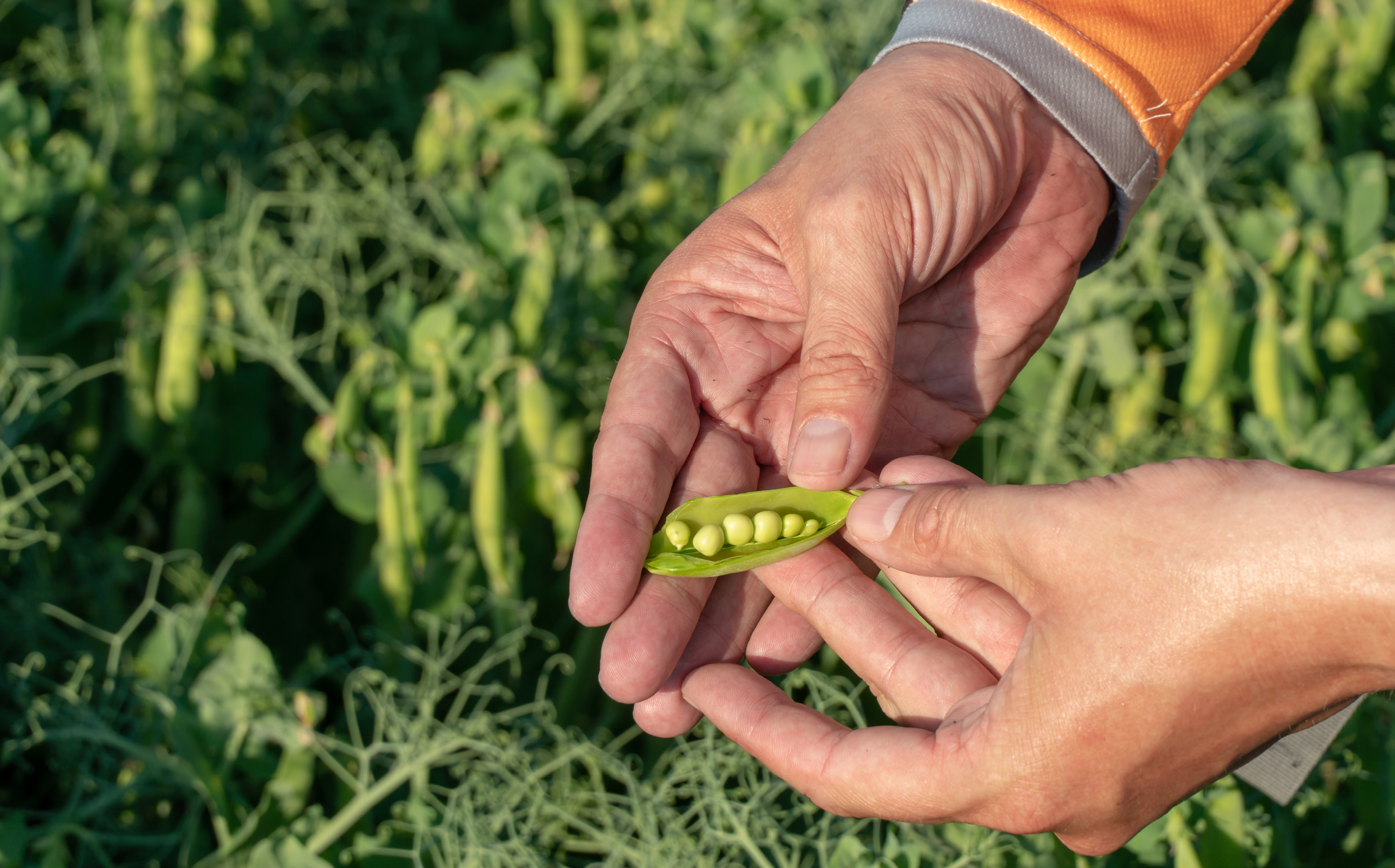 Universidad Autónoma se adjudica proyecto para enfrentar la escasez hídrica en el cultivo del poroto en la Región de Coquimbo