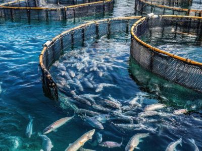 Investigadora del ICA publica avances del proyecto que busca una solución sostenible a la principal plaga que afecta al salmón chileno