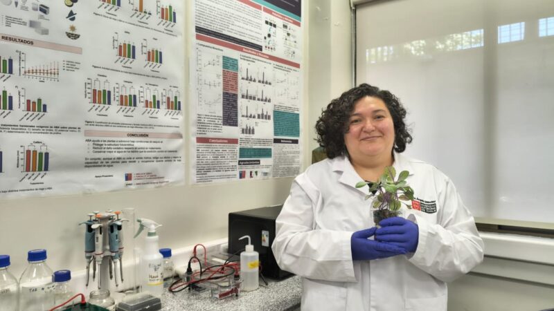 Investigadores de la U. Autónoma desarrollan tratamiento postcosecha para mantener firmeza y propiedades antioxidantes de la frutilla por más tiempo