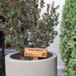 planta sede 1